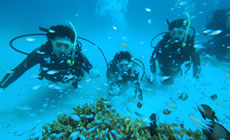 環境生態學科（日本沖繩專門學校）